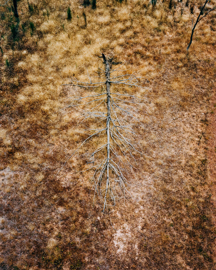 Tom Goldner: Do Brumbies Dream in Red?