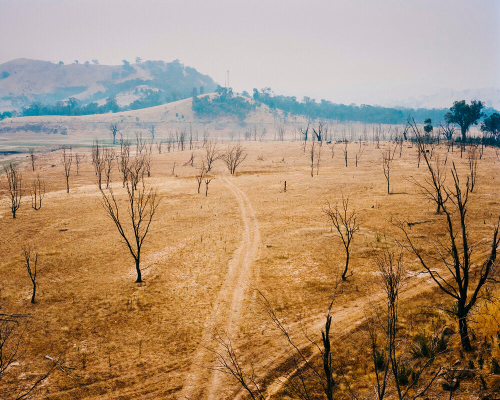 Tom Goldner: Do Brumbies Dream in Red?