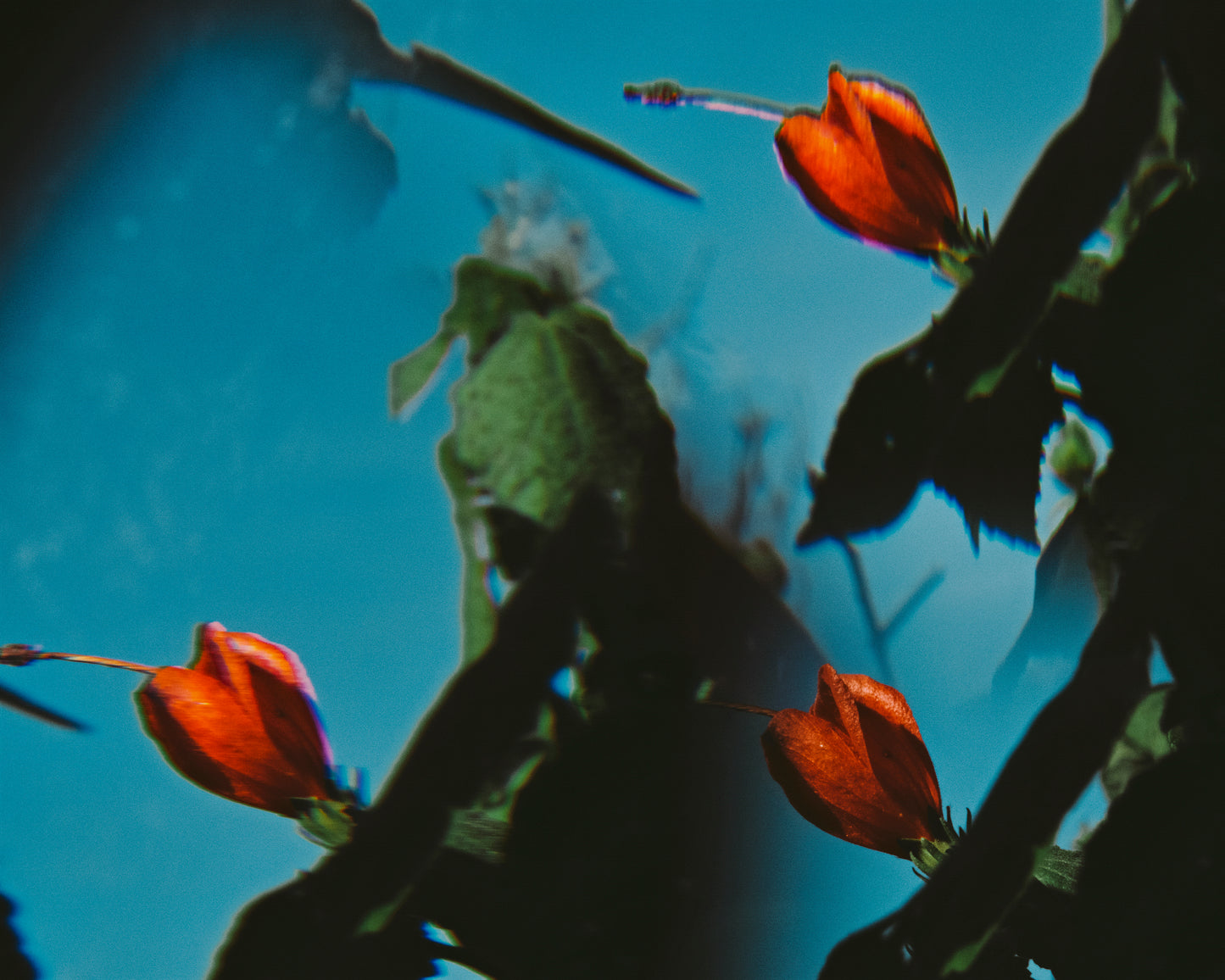 Katrin KOENNING: afternoon in the neighbourhood (one)