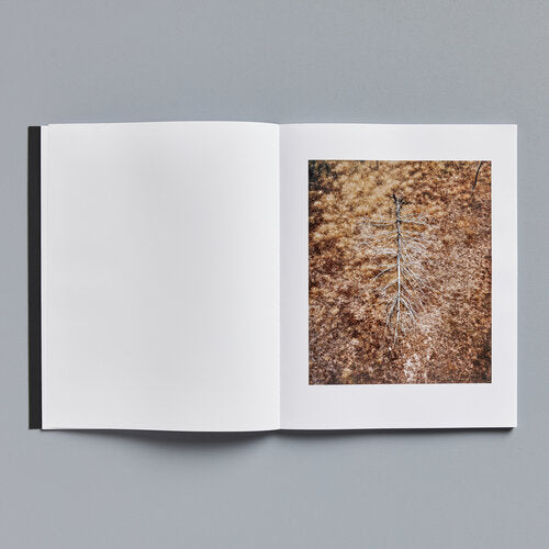 Tom Goldner: Do Brumbies Dream in Red?