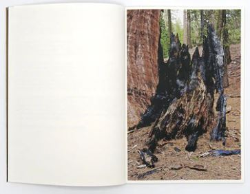 Danielle Mericle - The dark wood