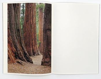 Danielle Mericle - The dark wood