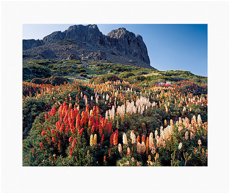 Peter DOMBROVSKIS: Richea scoparia in bloom below Halls Buttress, Walls of Jerusalem National Park, Tasmania