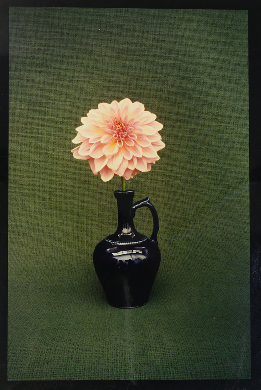Rod McNICOL: Untitled (dahlia)