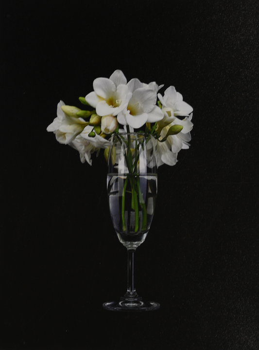 Rod McNICOL: Untitled (freesia)