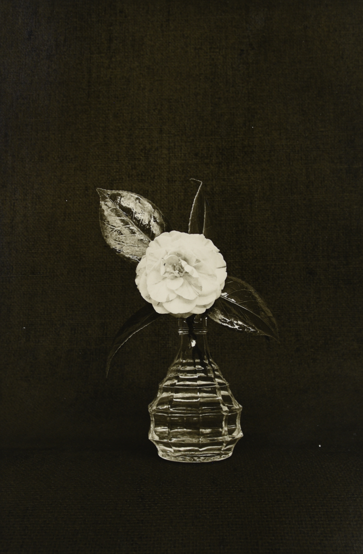 Rod McNICOL: Untitled (camillia)
