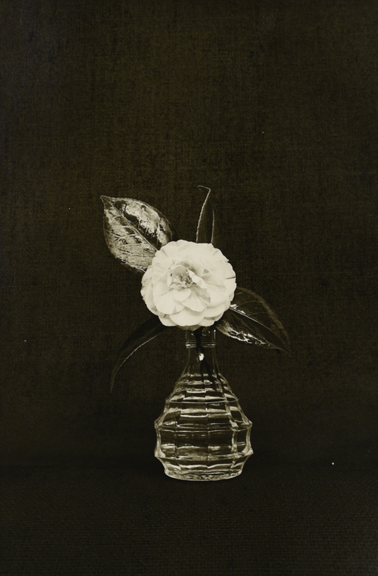 Rod McNICOL: Untitled (camillia)