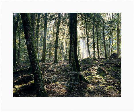 Peter DOMBROVSKIS: Morning mist in myrtle forest, Cradle Mountain-Lake St Clair National Park, Tasmania
