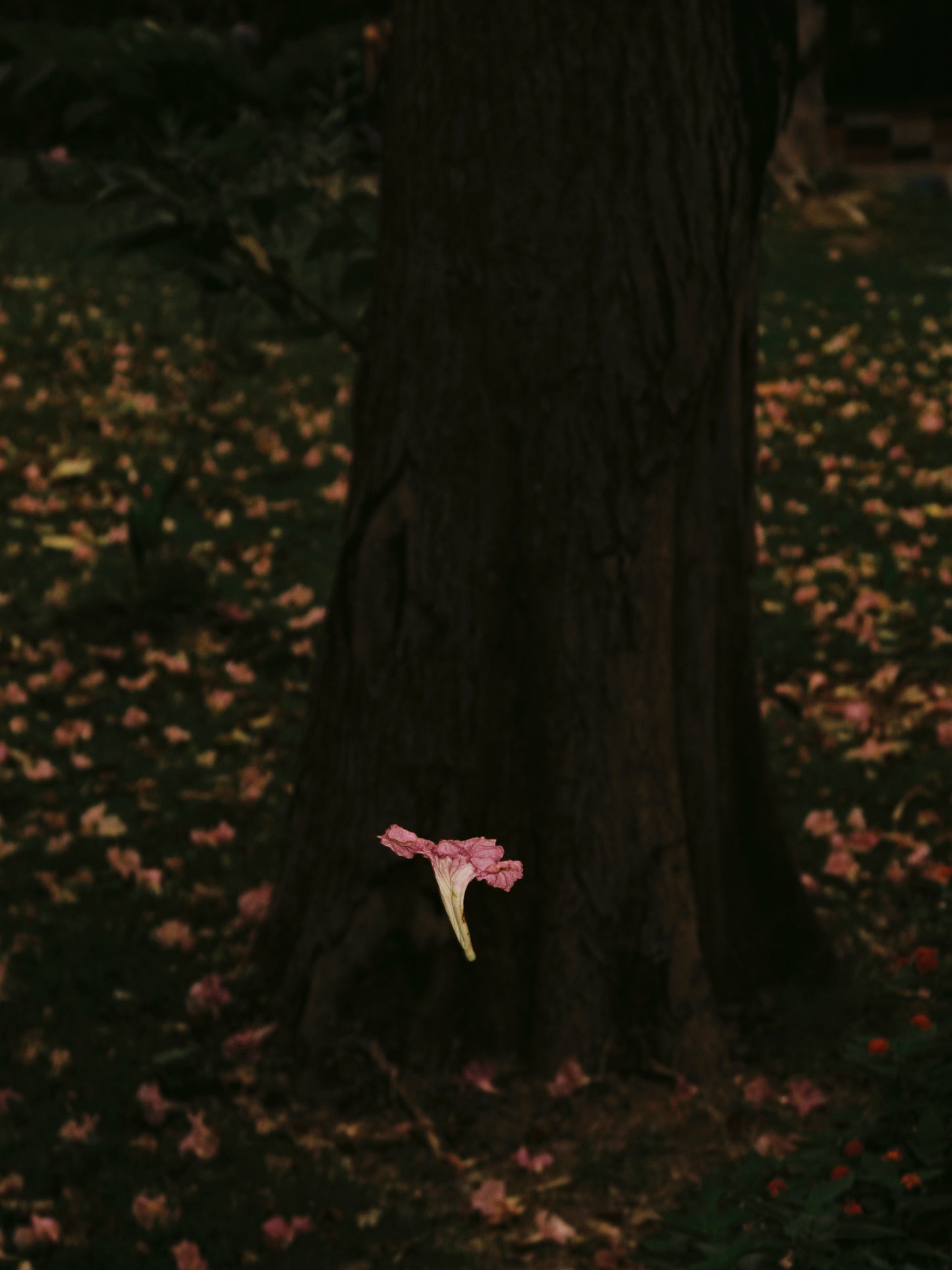 Katrin KOENNING: falling flower by Rabindra Sarobar