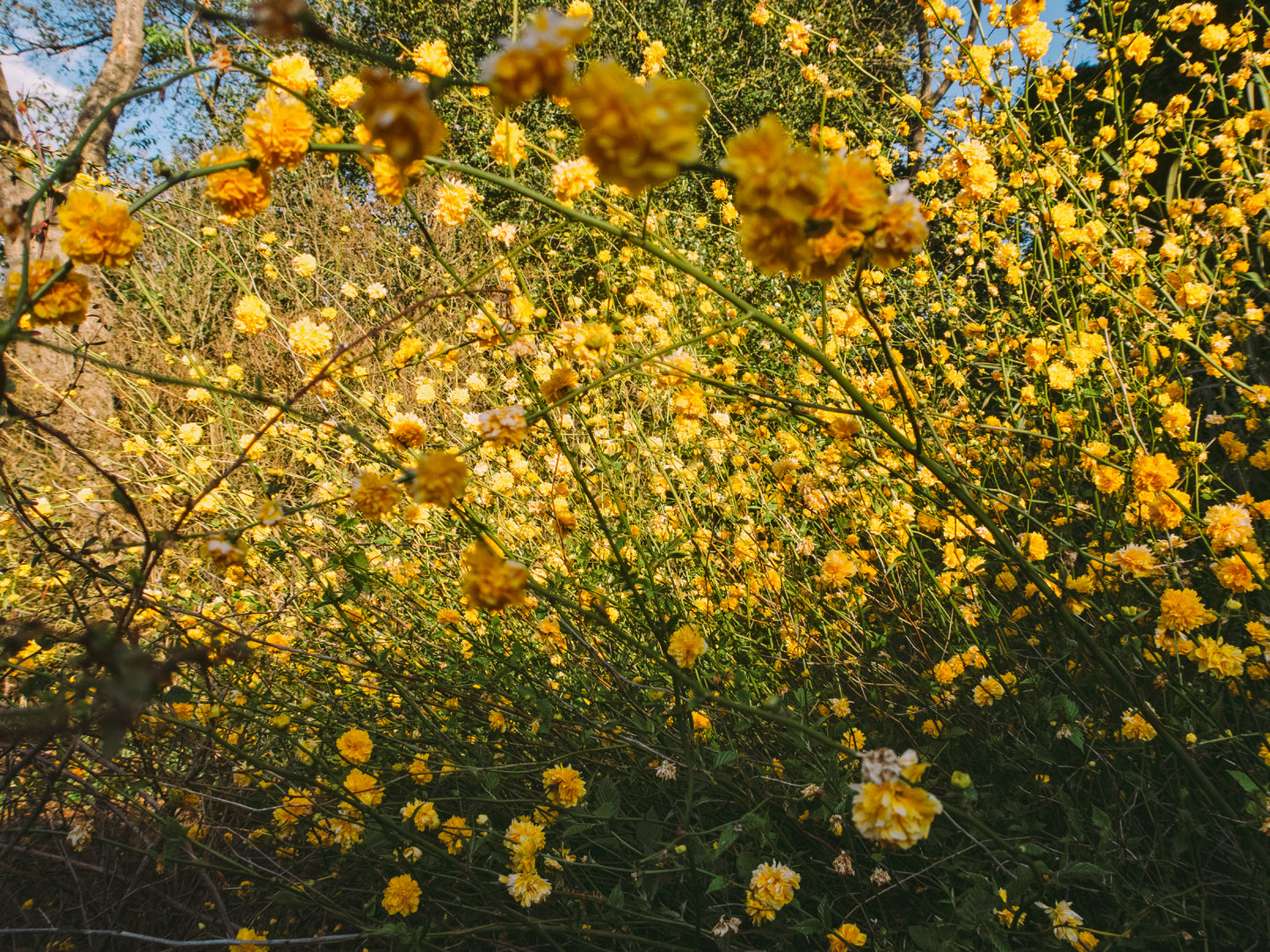 Katrin KOENNING: spring (one)