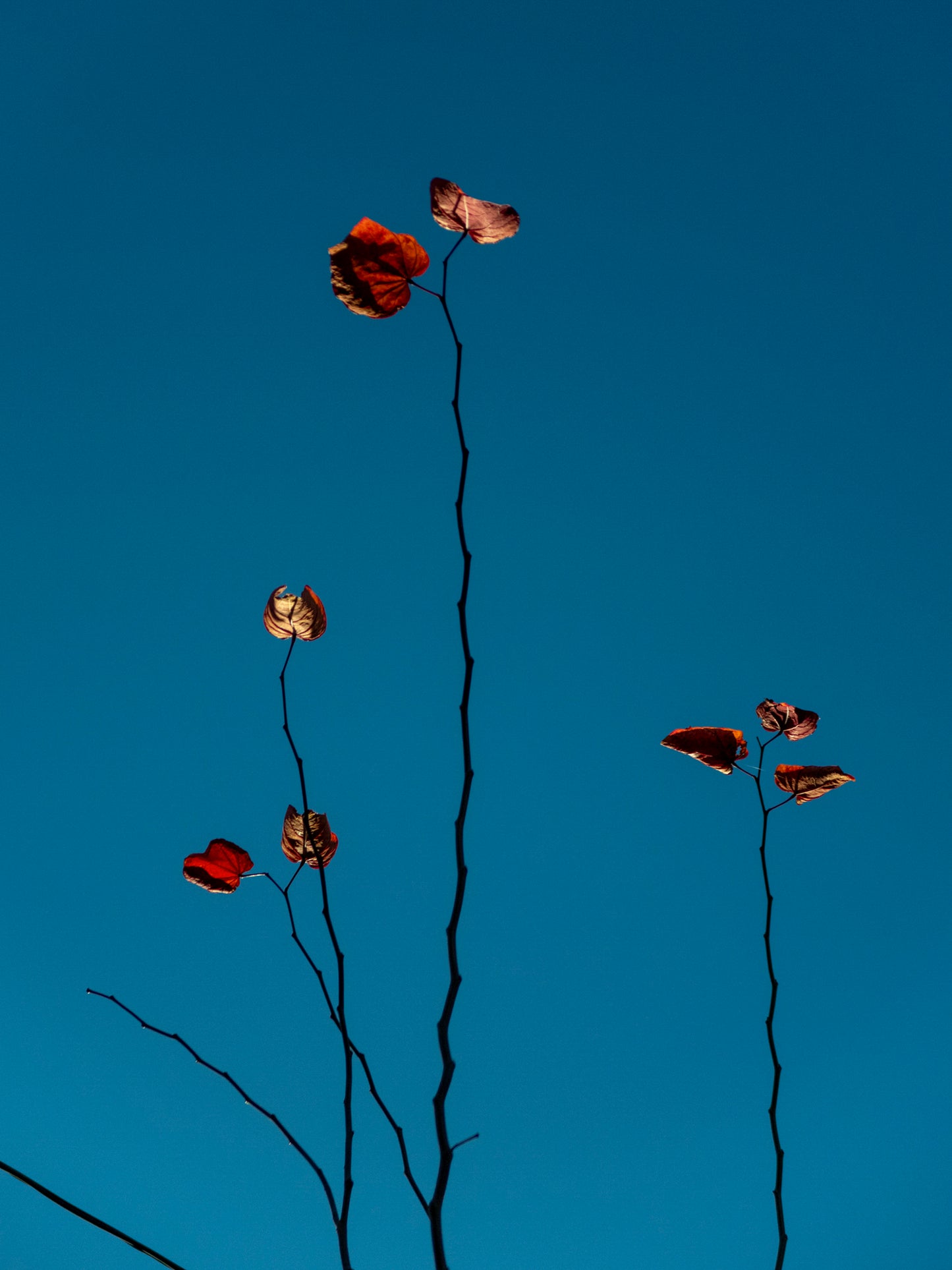 Katrin KOENNING: herbst im abendlicht