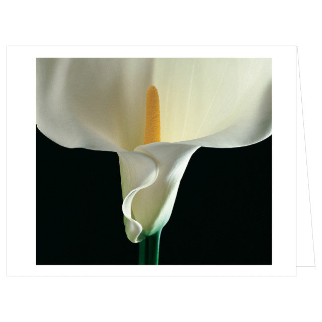 Mapplethorpe Flowers: QuickNotes