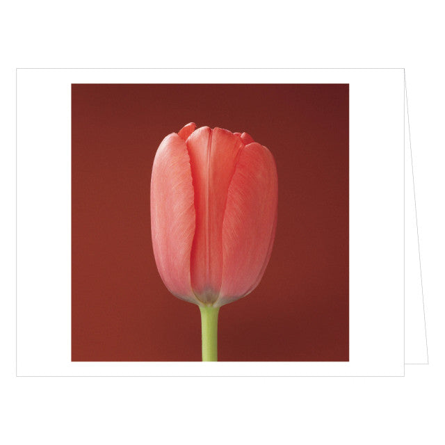 Mapplethorpe Flowers: QuickNotes