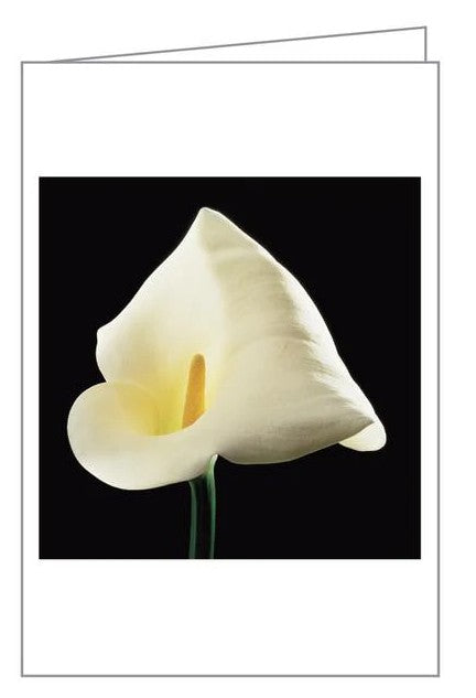 Mapplethorpe Flowers: Notecard Box