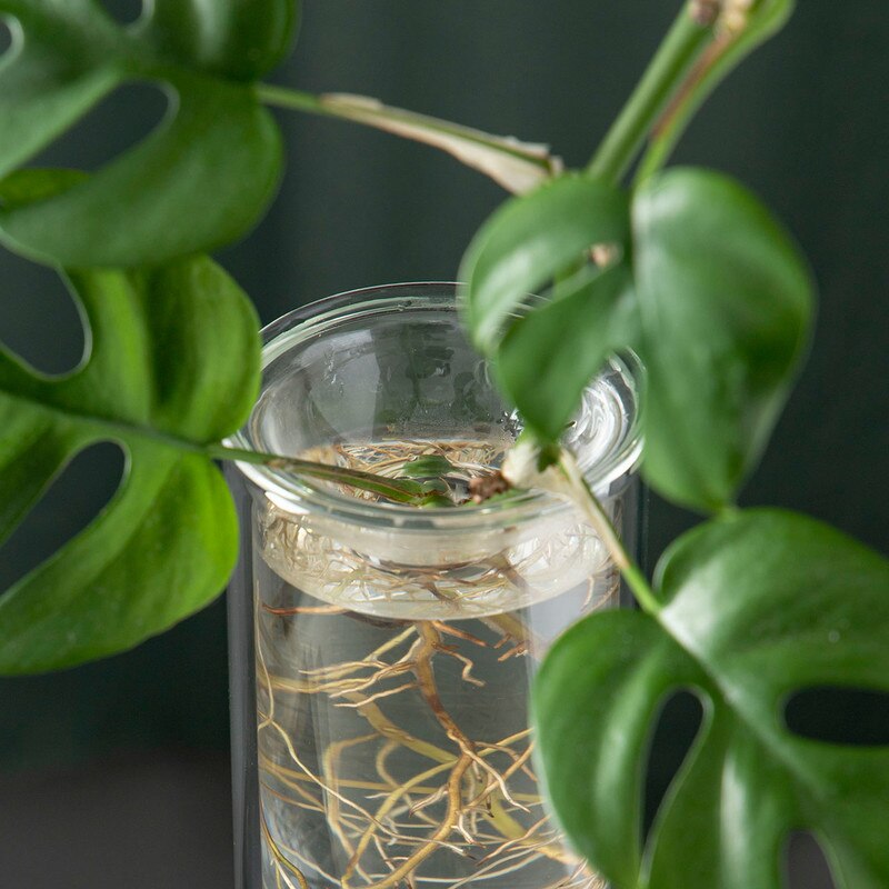 Propagation tall vase - clear