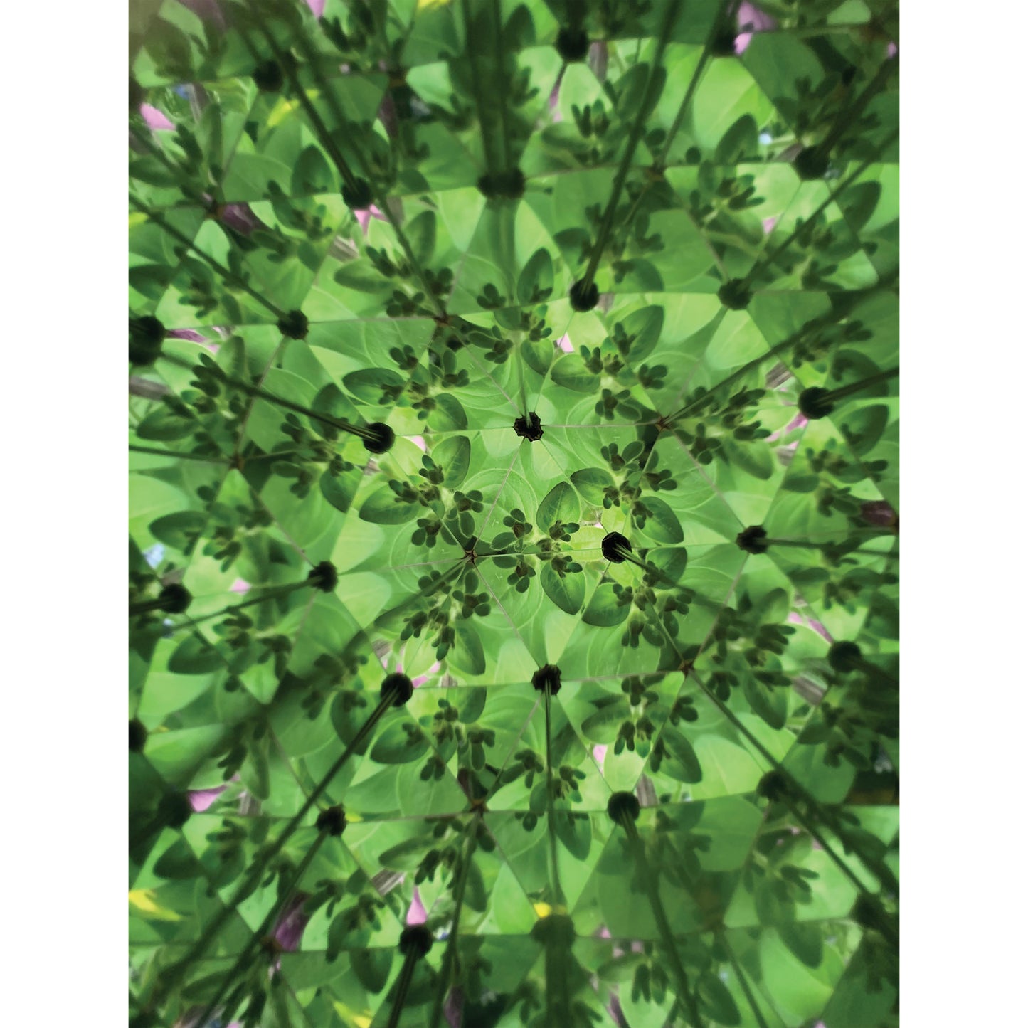 Nature kaleidoscope